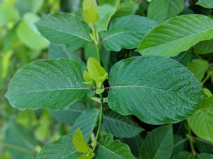 Wet fresh Kratom leaf still on the tree