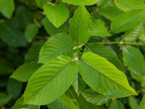 Buy White Vein Vietnam Kratom Thai Kratom leaf