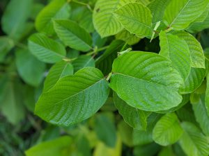 White Vein Vietnam Kratom leaf free ship usa