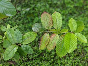 White Vein Vietnam Kratom cuttings for sale free ship