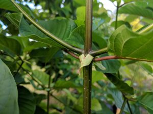 Kratom cutting