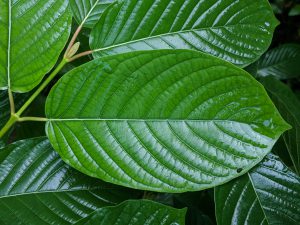 Maeng Da Thai Kratom leaf for sale free ship