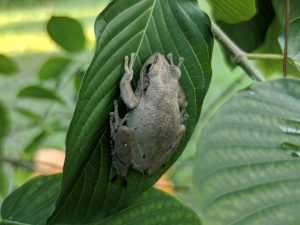 Large Frog hanging from a Kratom Leaf 