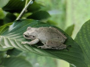 Froggy hanging on to a Kratom Tree in the shade