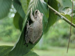 Buy Maeng Da Thai Kratom leaf whole sale