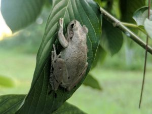 Buy Premium Horned Red Vein Kratom Thai Kratom leaf wholesale