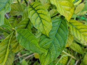 P. Vardis leaves still growing on the tree