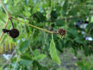 Buy Maeng Da Thai Kratom seed pods