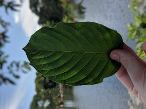 Buy Maeng Da Thai Kratom leaf