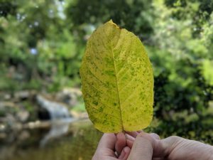 Premium Horned Red Vein Kratom leaf free ship