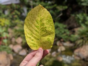 Maeng Da Thai kratom leaf free ship united States