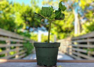 Premium Horned Red Vein Kratom cuttings for sale