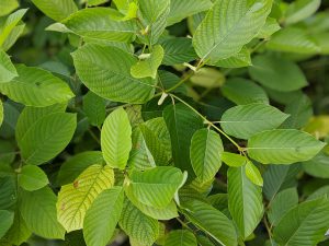 White Vein Vietnam Kratom for sale freeship United States 