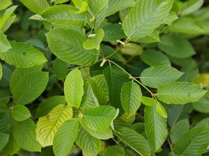 White Vein Vietnam Kratom for sale freeship United States 