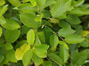 Buy Super Enhanced Bali Kratom Thai Kratom leaf