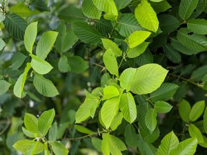 Maeng Da Thai Kratom cuttings for sale 