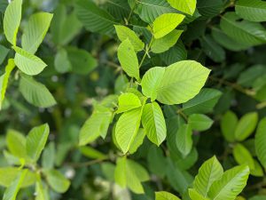 Maeng Da Thai kratom leaf to buy