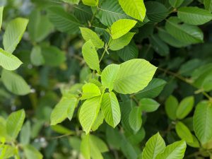 Wholesale Maeng Da Thai mitragyna speciosa cuttings