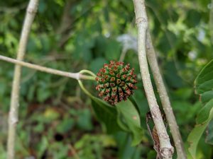 Wholesale Premium Horned Red Vein Kratom   mitragyna speciosa seed pods