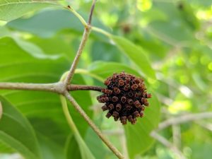 Premium Horned Red Vein Kratom seed pods for sale freeship