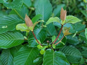 Wholesale Maeng Da Thai Kratom leaf 