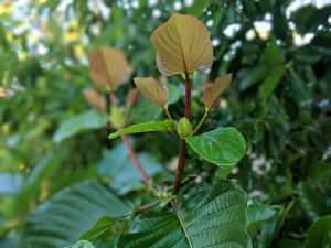 Kratom Nursery - Tour Through American Kratom Nursery