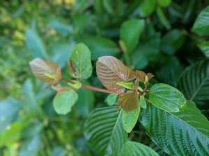 Maeng Da Thai Kratom cuttings for sale free ship