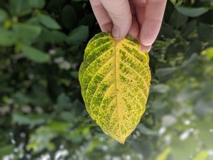 Maeng Da Thai Kratom leaf for sale 