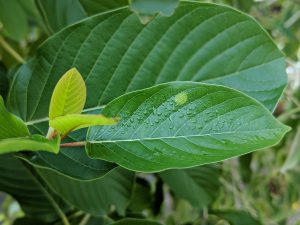 Wholesale Maeng Da Thai mitragyna speciosa powder