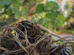 Exposed Root System of a Mature Hydroponic Kratom Tree 