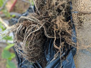 Root ball of a American Kratom tree