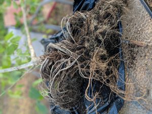 Exposed Roots Of a Mature Kratom Tree Hydroponic