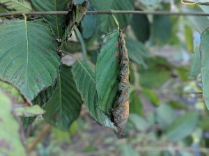 Super Enhanced Bali Kratom leaf for sale 