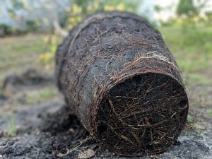 Exposed Root Ball of a 6ft Kratom tree