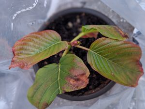 Wholesale Premium Horned Red Vein Kratom cuttings free shipping