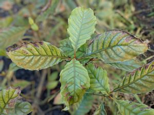 P. Vardis Leaf on the Tree