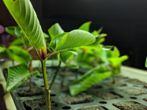 Buy Maeng Da Thai Kratom cuttings