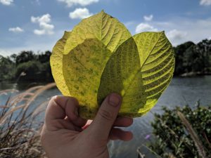 Buy Maeng Da Thai Kratom leaf wholesale