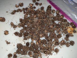Wholesale Maeng Da Thai mitragyna speciosa seed pods