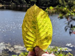 Buy Maeng Da Thai Kratom leaf wholesale free ship