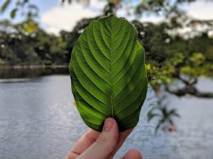 Holding up a Fresh Kratom Leaf in front of a lake 