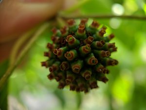 Premium Horned Red Vein Kratom seed pods for sale 