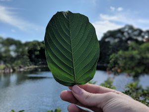 Buy local Kratom in Visalia