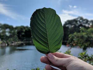 Buy local Kratom in Washington DC