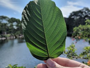 Buy local Kratom in Woodbridge