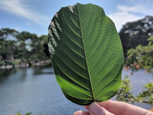 Buy local Kratom in Stockton