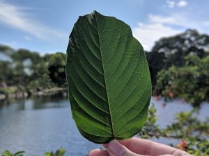 Buy local Kratom in Tyler