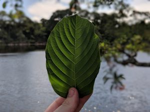 Buy local Kratom in Vallejo