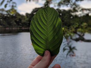 Buy local Kratom in Victorville