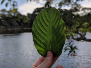 Buy local Kratom in Vallejo